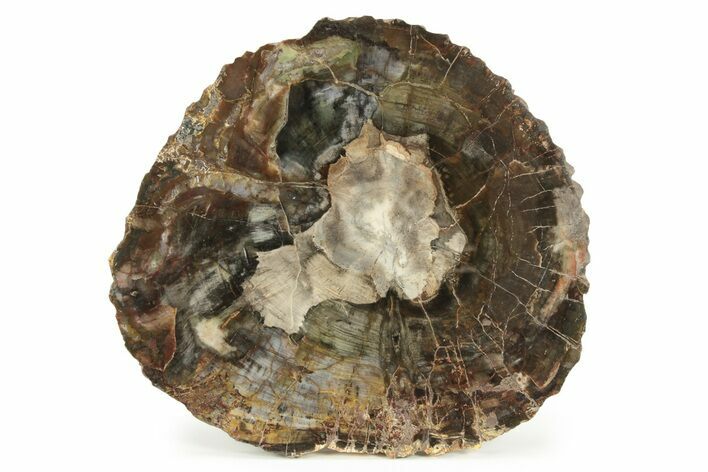 Colorful, Polished Petrified Wood Round - Washington #244656